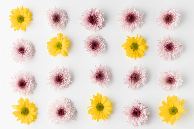 Top view blooming flowers