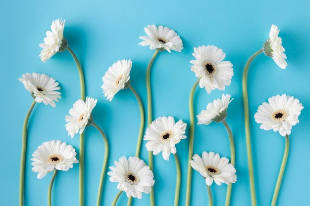 Top view blooming flowers