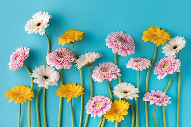 Top view blooming flowers