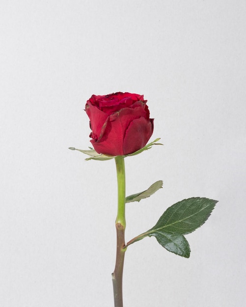 Free Photo top view blooming red rose