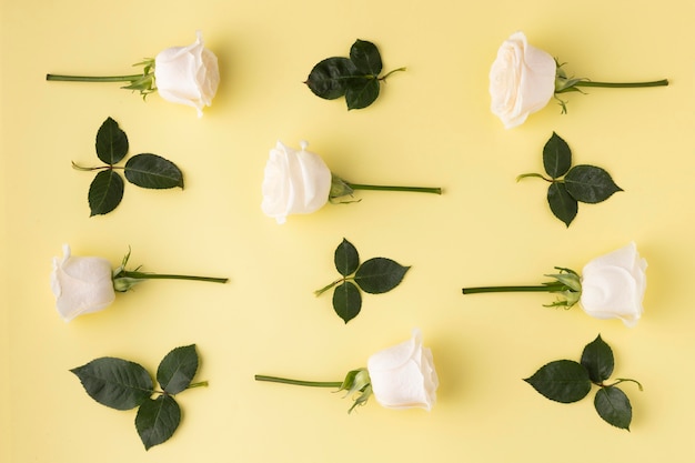 Top view blooming roses