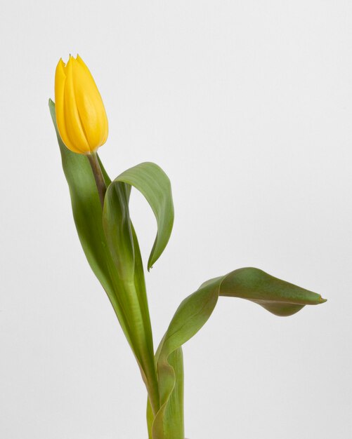 Top view blooming tulip