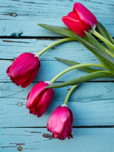 Top view blooming tulips