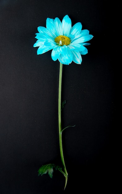 Top view of blue color chrysanthemum flower isolated on black background