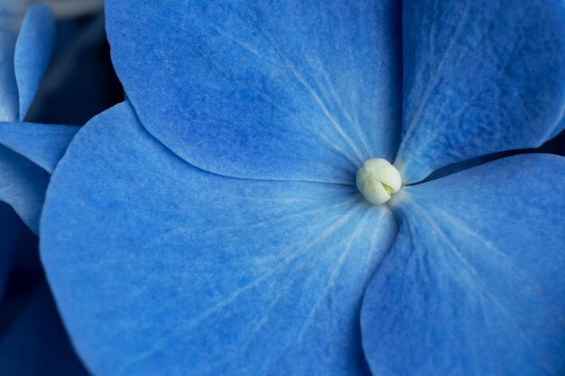 花のクローズアップと上面図青い月曜日のコンセプト構成