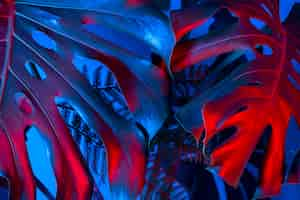 Free photo top view blue and red monstera leaves