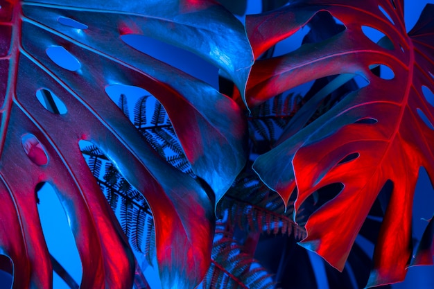 Top view blue and red monstera leaves