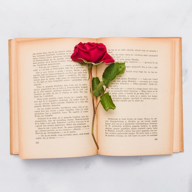 Top view of book and rose