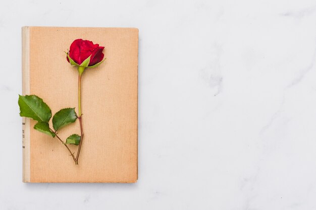 Top view of book and rose