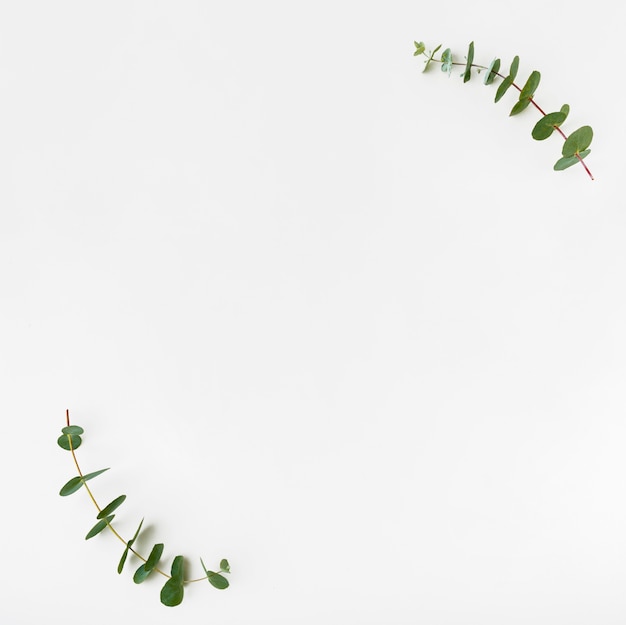 Top view botanical concept with copy space