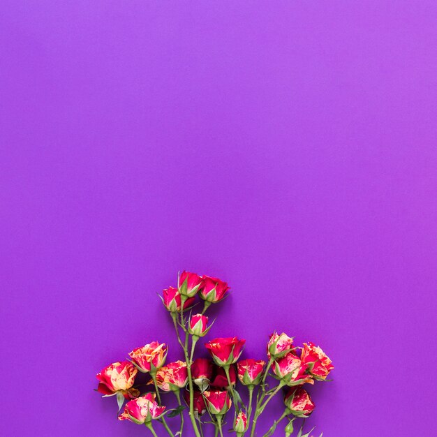 Top view bouquet of carnation flowers on violet copy space background
