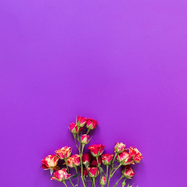 バイオレットコピースペース背景にカーネーションの花のトップビューブーケ