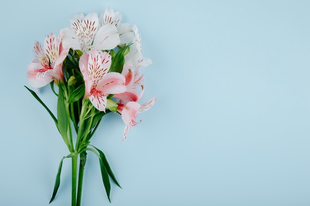 Top view of a bouquet of pink color alstroemeria flowers on blue background with copy space