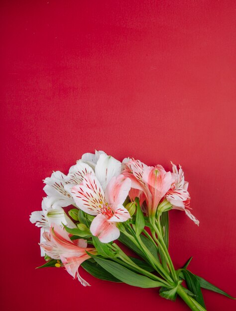 복사 공간와 빨간색 배경에 고립 된 핑크 컬러 alstroemeria 꽃의 꽃다발의 상위 뷰