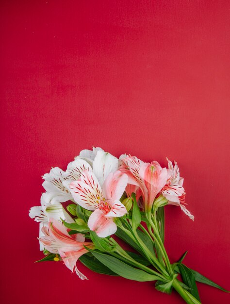 Top view of a bouquet of pink color alstroemeria flowers isolated on red background with copy space