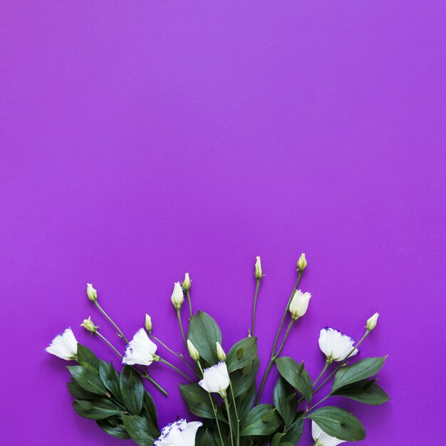 Top view bouquet of roses on violet copy space background