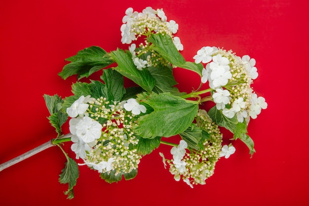 Top view of a branch of blooming viburnum isolated on red background