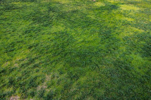 Top view of bright green grass texture background