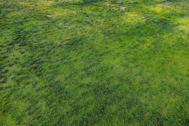 Top view of bright green grass texture background