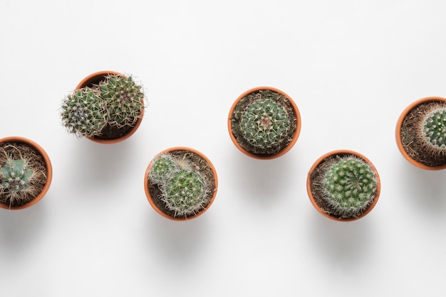 Top view cactus plants arrangement