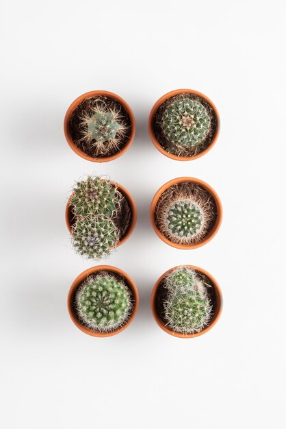 Top view cactus plants arrangement