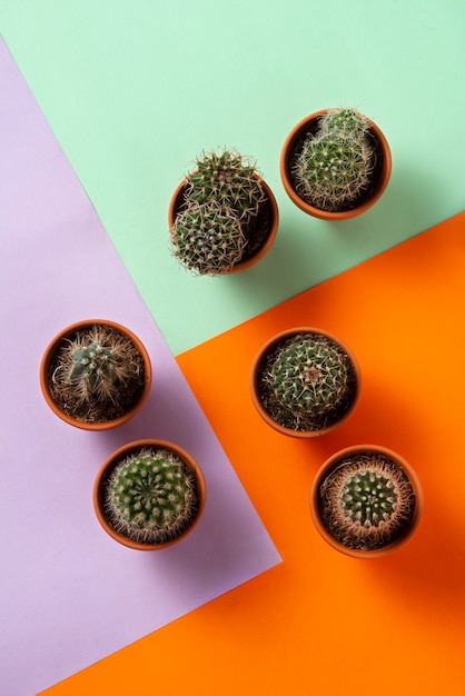 Top view cactus plants arrangement