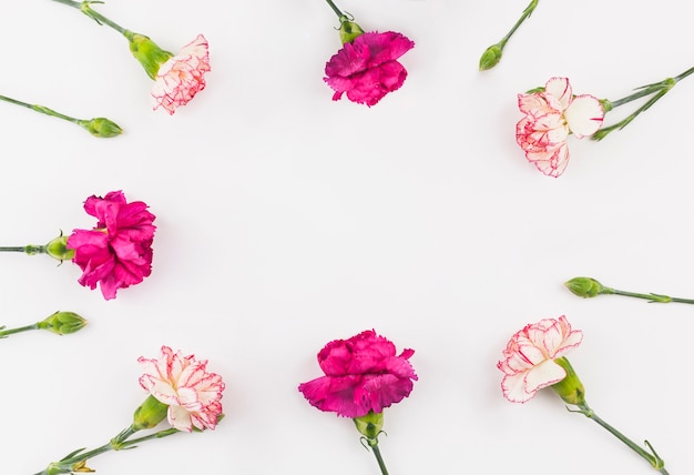 Foto gratuita vista dall'alto di fiori di garofano