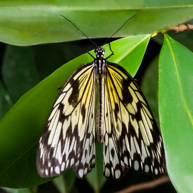 Top view centered yellow butterfly 