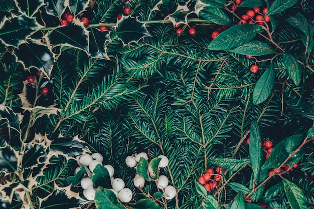 Top view christmas background of wild christmas tree branches, holy plant with berries, red rowanberries and white snowberries, central copy space with a nice frame made of berries and leaves