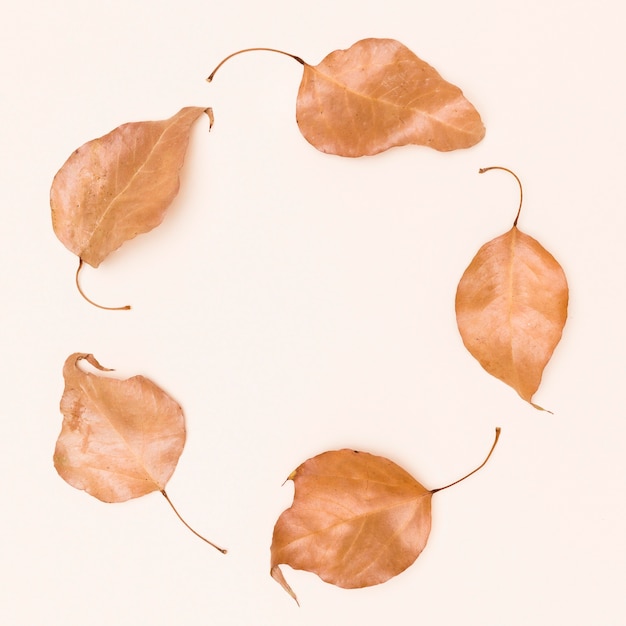 Top view of circle of autumn leaves