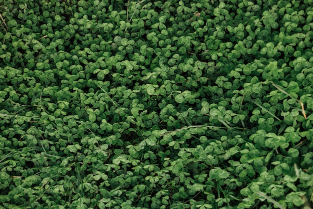 Top view close-up field of clovers