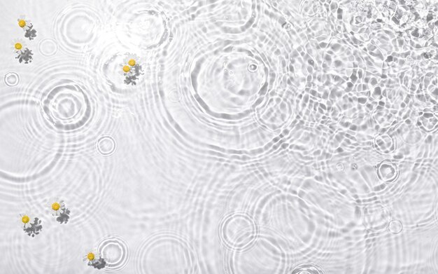 Вид сверху крупным планом белых ромашек, плавающих на воде