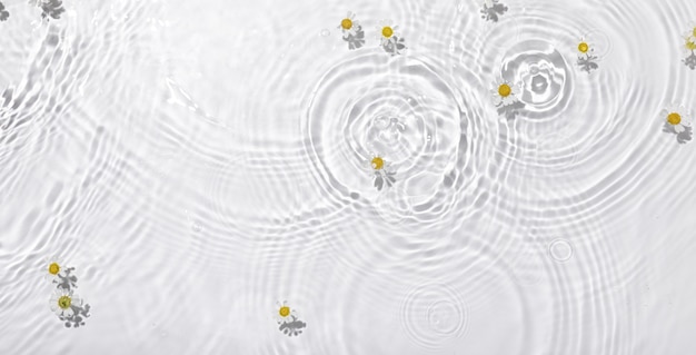 Крупным планом вид сверху белых цветов ромашки, плавающих на воде