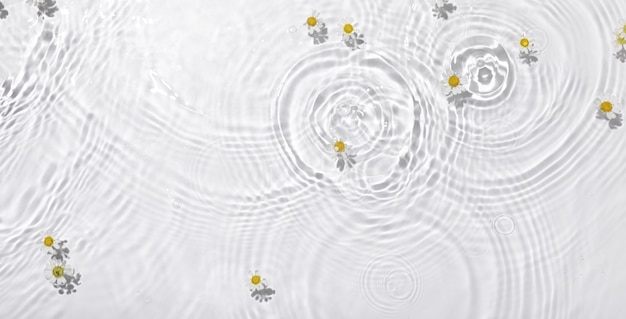 Top view closeup of white daisy flowers floating on the water