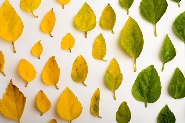 Foto gratuita raccolta di vista superiore del concetto delle foglie di autunno