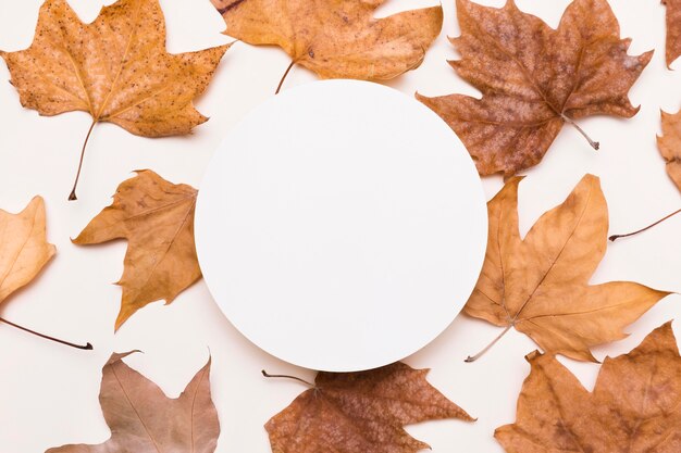 Top view of collection of autumn leaves with paper circle