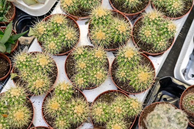 Top view collection cactuses in flowerpots