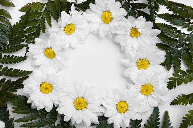 Free photo top view collection of daisies concept