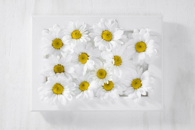 Free photo top view collection of daisies