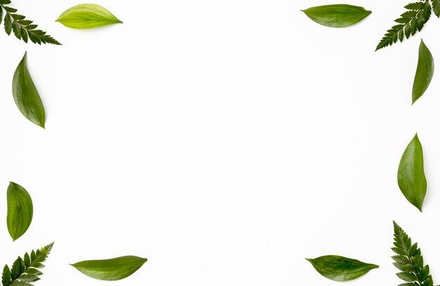 Top view collection of green leaves background