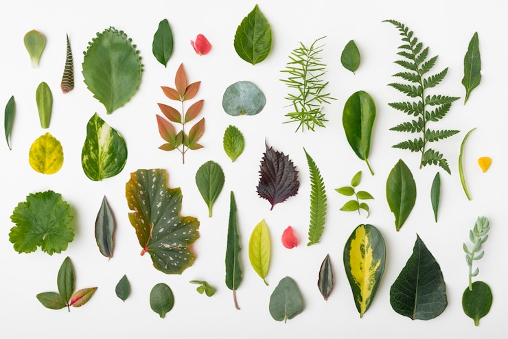 무료 Photo 자연의 상위 뷰 컬렉션 leafs