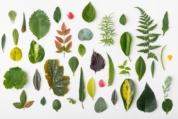 Top view collection of nature leafs