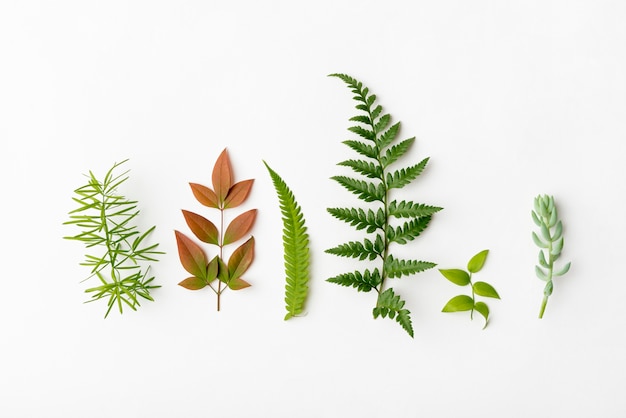 Top view collection of nature leafs