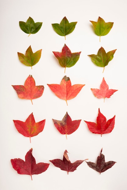 Бесплатное фото Вид сверху коллекция осенних листьев концепции