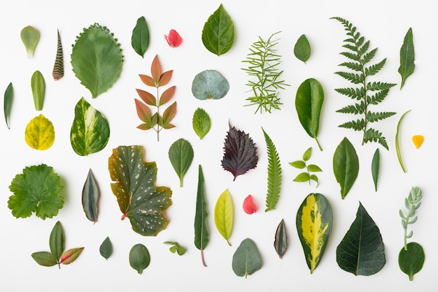 Бесплатное фото Вид сверху коллекция природных листьев