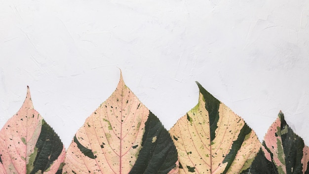 컬러 가을의 상위 뷰 복사 공간 나뭇잎