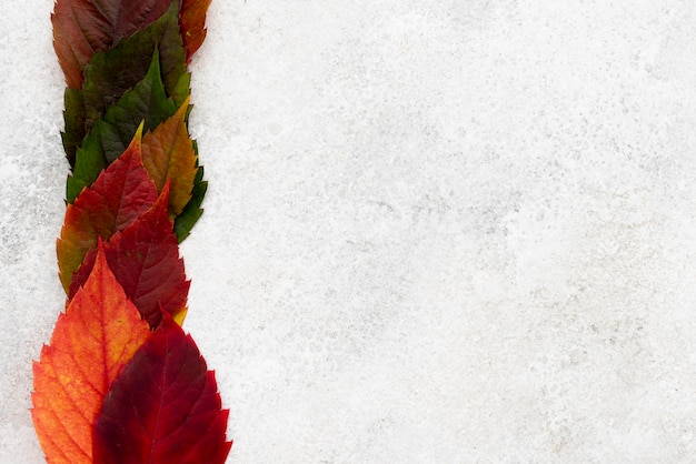 top view of colored autumn leaves with copy space