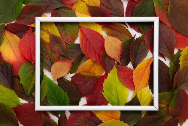 Top view of colored autumn leaves with frame