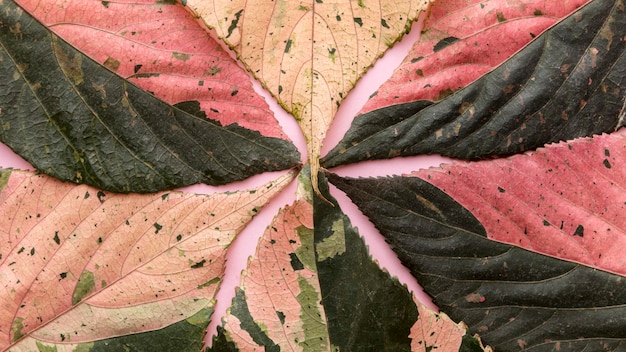 Free photo top view of colored autumn leaves