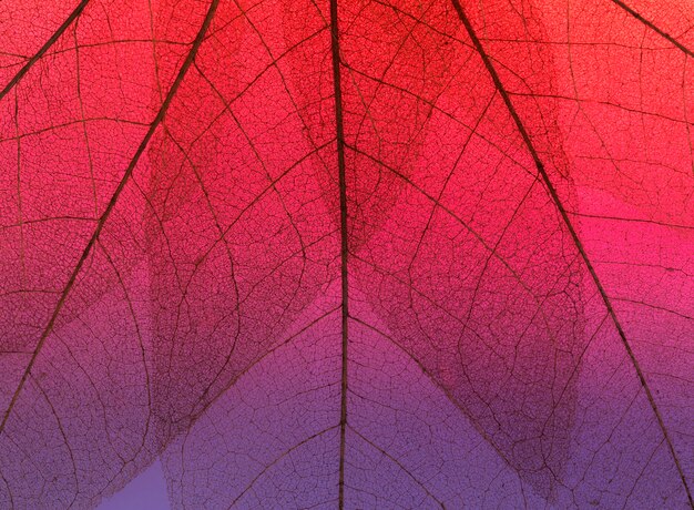 색된 잎 텍스처의 상위 뷰